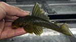 L-200 Green Phantom (Hemiancistrus subviridis) - Large
