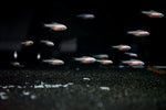 Gold Neon Tetra (Paracheirodon innesi)