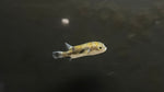 Amazon Puffer (Colomessus asellus)