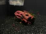 Red Neocardina
