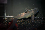 Asian Bumblebee Catfish Pseudomystus (siamensis)