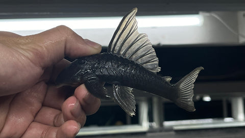 L-200A Hifin Green Phantom (Hemiancistrus subviridis) - Medium