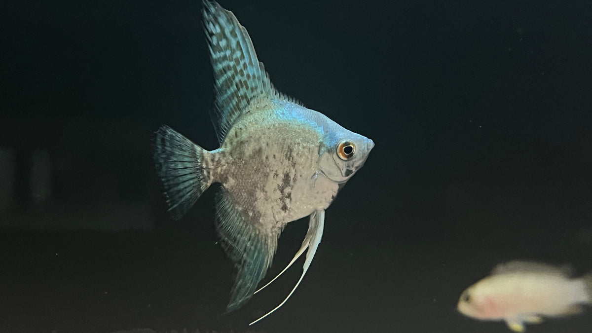 Blue leopard Angelfish (Pterophyllum scalare sp.) – The Waterfront SLC
