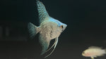 Blue leopard Angelfish (Pterophyllum scalare sp.)