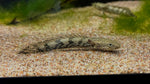 Endlicheri Bichir (Polypterus Endlicheri) - xSmall