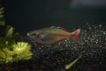 Bleher's Rainbowfish (Chilatherina bleheri) - Pair