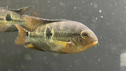 Yellow Acara (Aequidens metae)