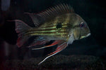 Geophagus winemilleri