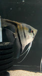 F1 Manacapuru Angelfish (Pterophyllum scalare﻿)