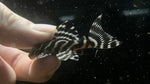 L-333 King Tiger Pleco (Hypancistrus sp.)