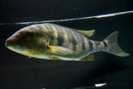Emperor Cichlid (Boulengerochromis microlepis) - Jumbo