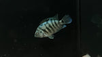 Honduran Red Point (Amatitlania sp.)