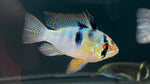 Israeli Blue Ram (Mikrogeophagus ramirezi)