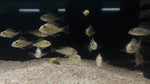 Geophagus Sveni - xSmall