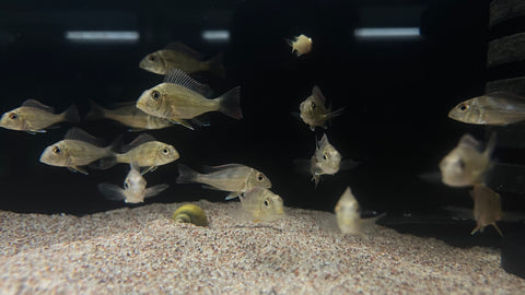 Geophagus Sveni - xSmall