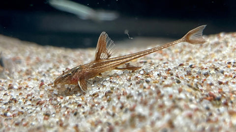 L-10a Red Lizard Whiptail (Rineloricaria sp.)