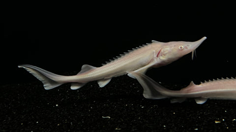 Albino Sterlet Sturgeon (Acipenser Ruthenus) - Small