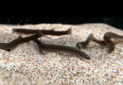 Black Kuhli Loach (Pangio semicinctus)