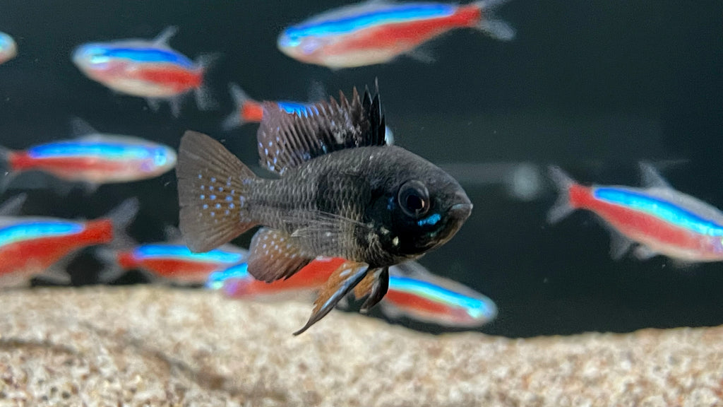 Black Rams Group Israeli Black Rams (Mikrogeophagus ramirezi) – The Waterfront SLC