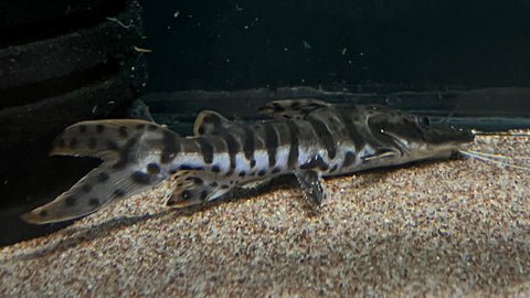 Shortbody Tiger Shovelnose Catfish (Pseudoplatystoma Fasciatum)