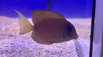 Blue Eye Tang (Ctenochaetus binotatus)