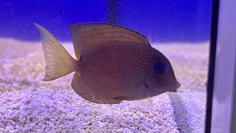 Blue Eye Tang (Ctenochaetus binotatus)