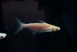 Albino Iridescent Shark (Pangasius Hypophthalmus)