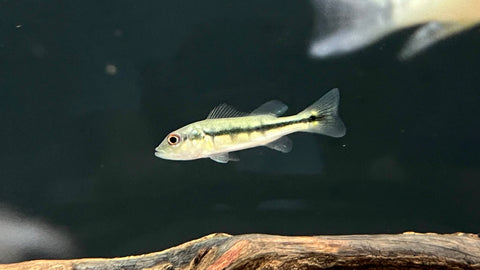 Intermedia Peacock Bass (Cichla intermedia)