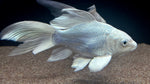 Platinum Shortbody Butterfly Koi (Cyprinus rubrofuscus) - Large