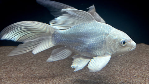 Platinum Shortbody Butterfly Koi (Cyprinus rubrofuscus) - Large