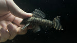 L-494 Paru Tiger Pleco (Peckoltia sp.) - Male (WYSIWYG)