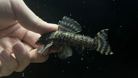 L-494 Paru Tiger Pleco (Peckoltia sp.) - Male (WYSIWYG)