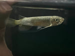 Leichardti Arowana (Scleropages leichardti)
