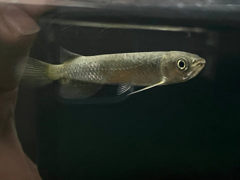 Leichardti Arowana (Scleropages leichardti)