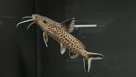 Synodontis dhonti