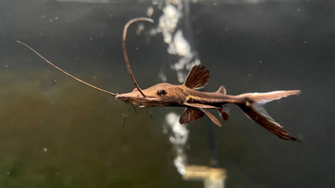 Firewood Catfish (Sorubimichthys Planiceps)