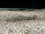 Panther Loach (Lepidocephalichthys guntea)