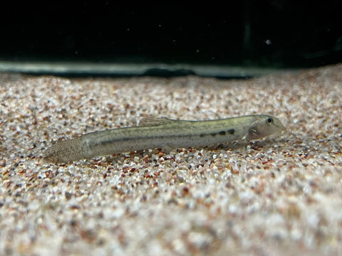 Panther Loach (Lepidocephalichthys guntea)