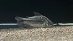 Elegant Cory (Corydoras elegans)