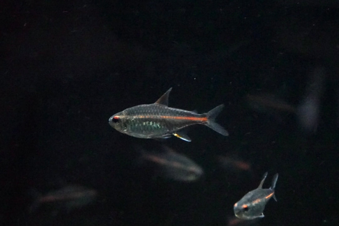 Community Fish – The Waterfront SLC
