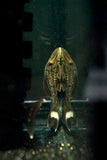 L-27c Thunderline Royal Pleco (Panaque armbrusteri)