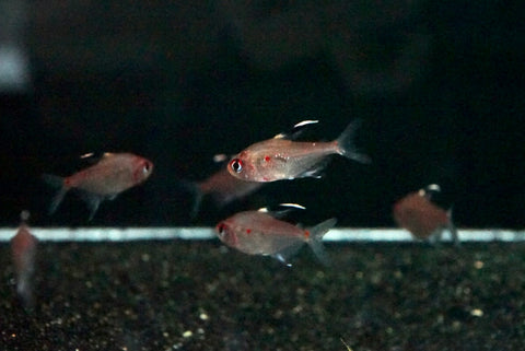 Bleeding Heart Tetra (Hyphessobrycon erythrostigma)