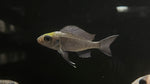 Blue Ventralis Cichlid (Ophthalmotilapia ventralis)