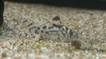 CW-111 Vulcan Corydora (Hoplisoma sp.) - *RARE*