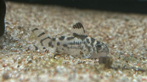 CW-111 Vulcan Corydora (Hoplisoma sp.) - *RARE*