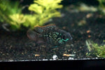 Blue Acara / Electric Blue Acara Hybrid (Andinoacara pulcher sp.)