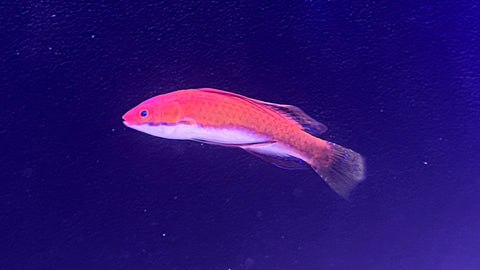 Long Fin Fairy Wrase (Cirrhilabrus rubriventralis)s