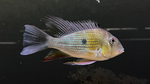 Threadfin Acara (Acarichthys heckelii) - Large