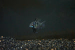 German Blue Ram (Mikrogeophagus ramirezi)