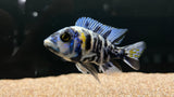 Assorted OB Peacock (Aulonocara sp.) - T106 Small